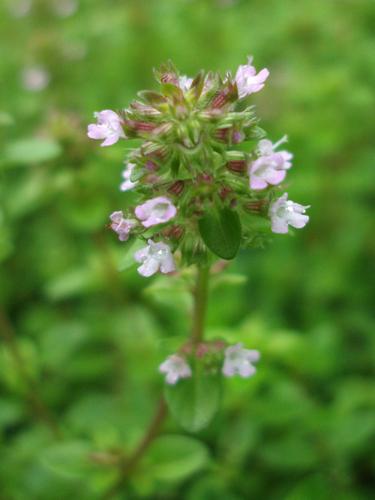 Mother of Thyme (Thymus pulegioides)