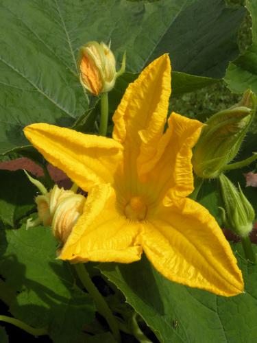 Jack-o-lantern Pumpkin (Cucurbita pepo)