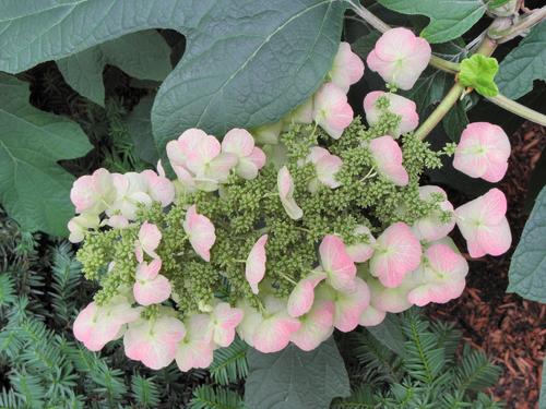 Oakleaf Hydrangea (Hydrangea quercifolia)