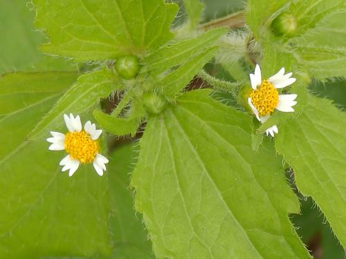 Common Quickweed (Galinsoga quadriradiata)