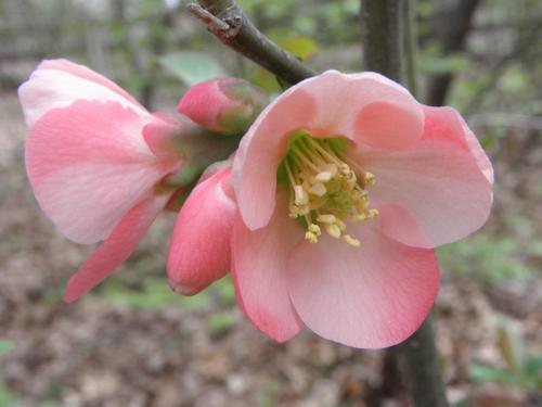 Moerloose Flowering Quince (Chaenomeles speciosa 'Moerloosei')