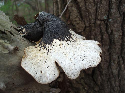 perhaps: Resinous Polypore (Ischnoderma benzoinum)