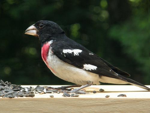 male Rose-breasteed Grosbeak (Pheucticus ludovicianus)