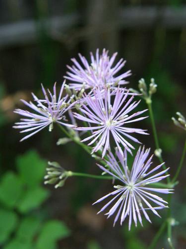 Columbine Meadow Rue (Thalictrum aquilegifolium)