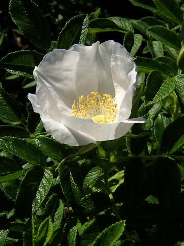 Rugosa Rose (Rosa rugosa)