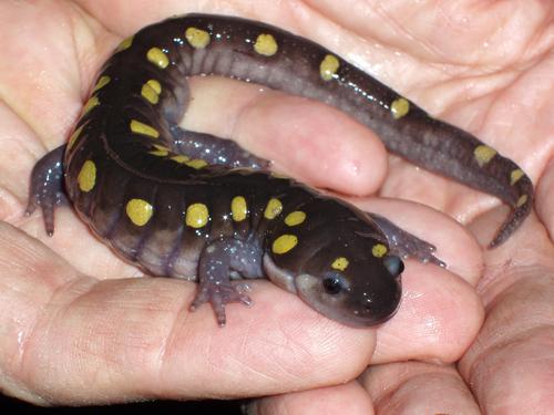 Spotted Salamander (Ambystoma maculatum)