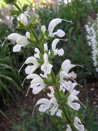 Snow Nymph (Salvia coccinea 'snow nymph)