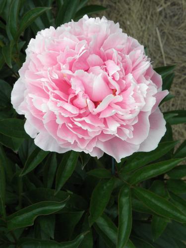 Sarah Bernhardt Peony