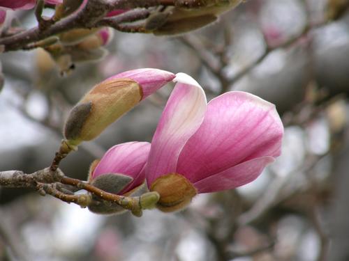 Saucer Magnolia (Magnolia x soulangiana)