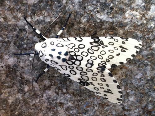 Giant Leopard Moth (Hypercompe scribonia)