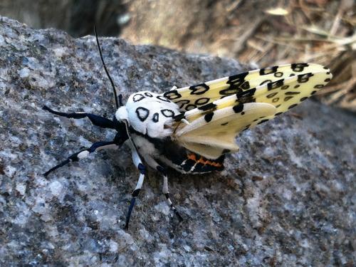 Giant Leopard Moth (Hypercompe scribonia)