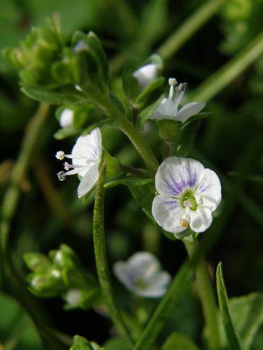 Thyme-leaved Speedwell (Veronica serpyllifolia)