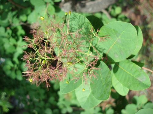 Smoke Tree (Cotinus coggygria)