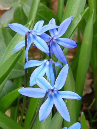 Siberian Squill (Scilla sibirica)