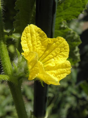 Sugary Cherry Tomato (Lycopersicon esculentum 'Sugary')