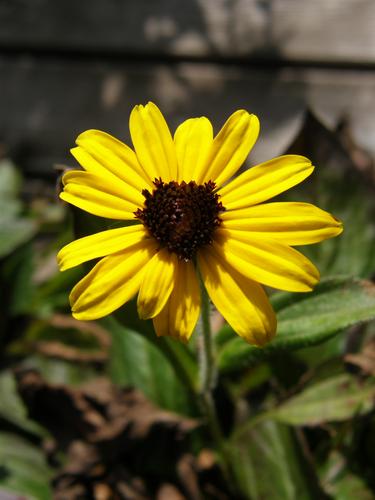 Viette's Little Suzie (Rudbeckia fulgida 'Viettes Little Suzie')