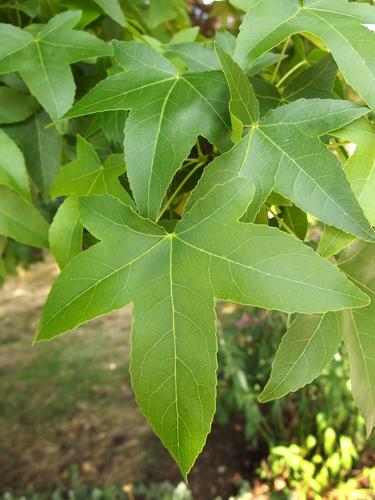 Sweetgum (Liquidambar styraciflua) tree in June at Nashua in New Hampshire