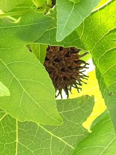 Sweetgum