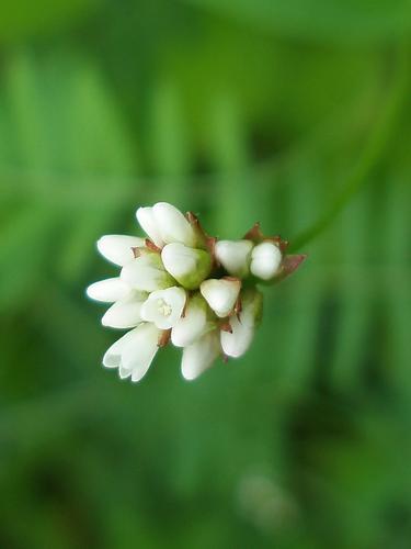 Arrow-leaved Tearthumb (Polygonum sagittatum)