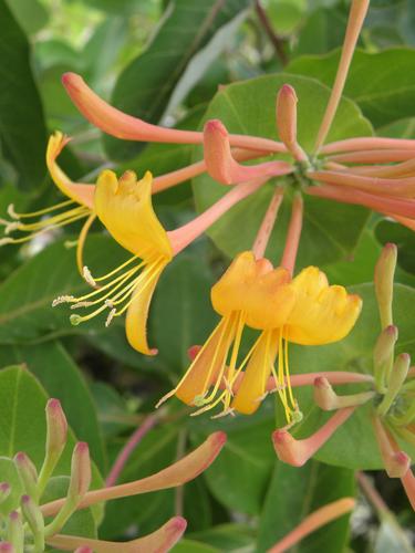 Tellmann's Honeysuckle (Lonicera x tellmanniana)