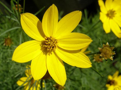 Thread-leaved Tickseed (Coreopsis verticillata)