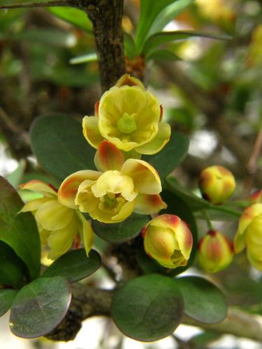 Japanese Barberry (Berberis thunbergii)