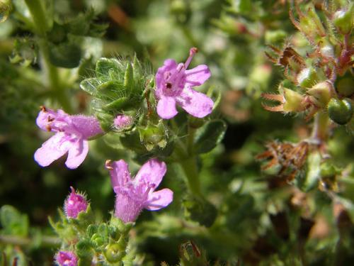 Creeping Thyme (Thymus serpyllum)