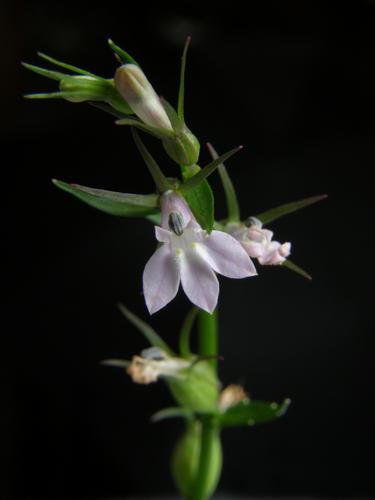 Indian Tobacco (Lobelia inflata)