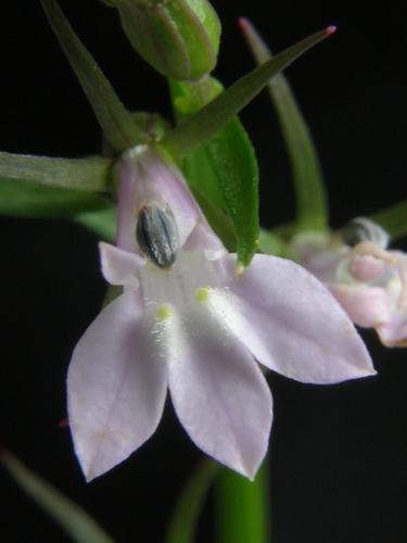 Indian Tobacco (Lobelia inflata)