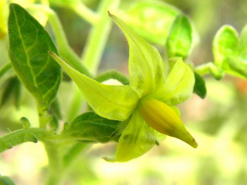 Tomato (Solanum lycopersicum)