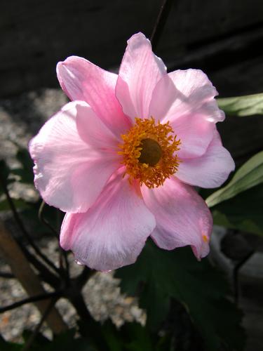 Grape-leaf Anemone (Anemone tomentosa 'Robustissima')