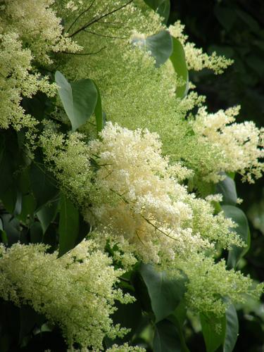 Japanese Tree Lilac (Syringa reticulata)