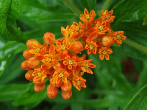 Butterfly Weed (Asclepias tuberosa)