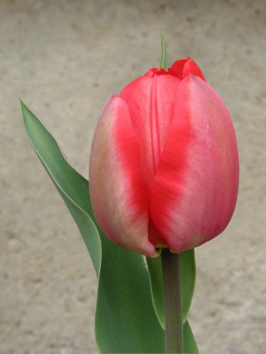 Garden Tulip (Tulipa gesneriana)