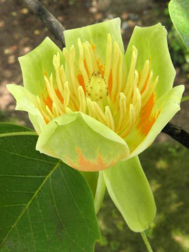 Tulip Tree (Liriodendron tulipifera)