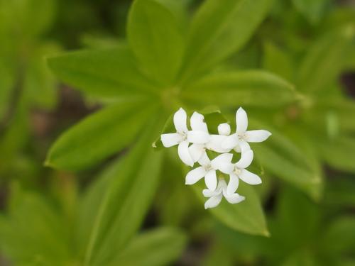 Sweet Woodruff (Galium odoratum) in June at Lebanon in New Hampshire