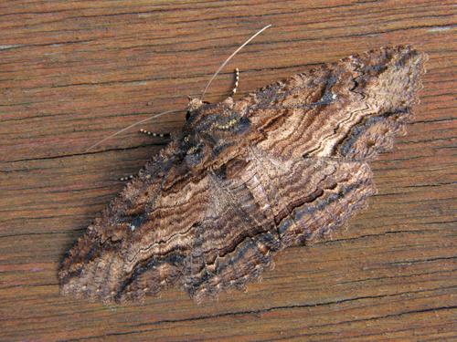 Lunate Zale (Zale lunata) in September at Nashua, New Hampshire