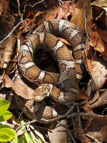 Milk Snake