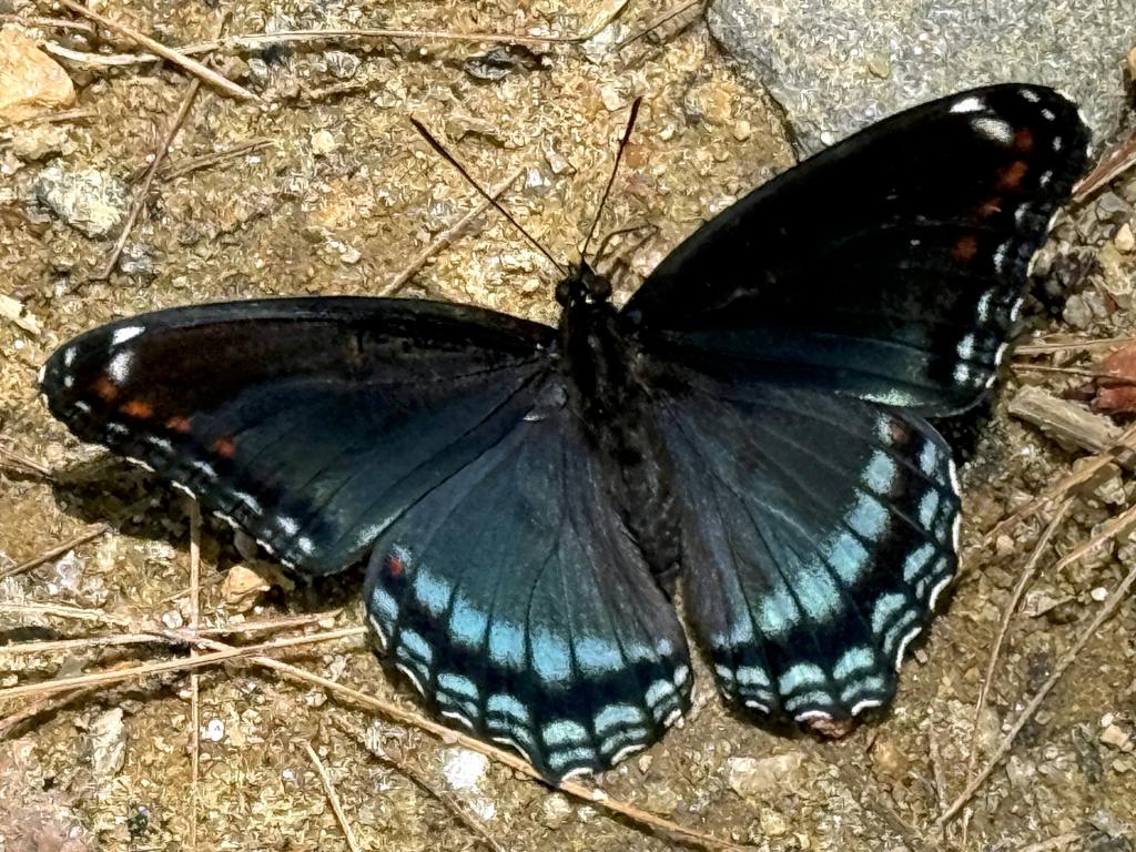 Red-spotted Purple butterfly (Limenitis arthemis) in June on the trail to Neville Peak in southern NH