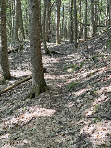 trail in June at Neville Peak in southern NH