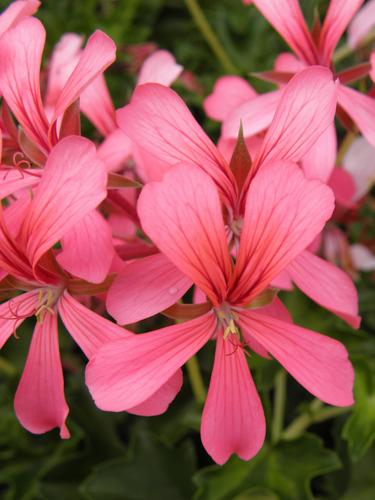 Ivy-leaved Geranium (Pelargonium peltatum 'Balcon Pink')