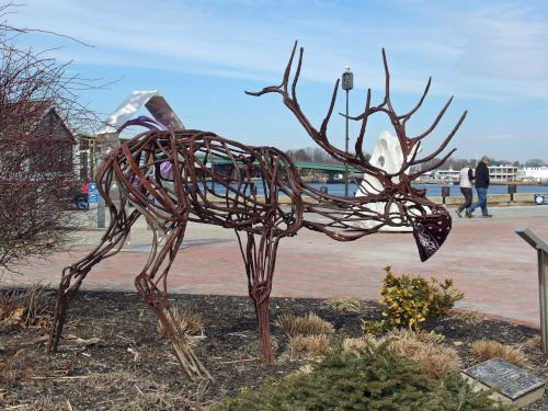 Elk in March at Newburyport in eastern Massachusetts