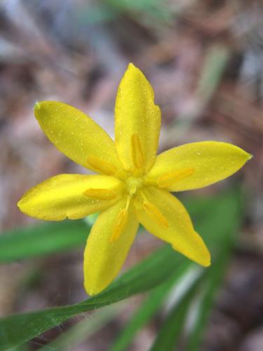 Virginia Dwarf-dandelion (Krigia virginica) at Noanet Woodlands in eastern Massachusetts