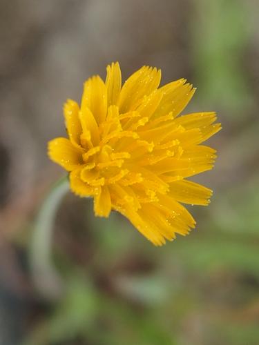 Virginia Dwarf-dandelion (Krigia virginica) at Noanet Woodlands in eastern Massachusetts