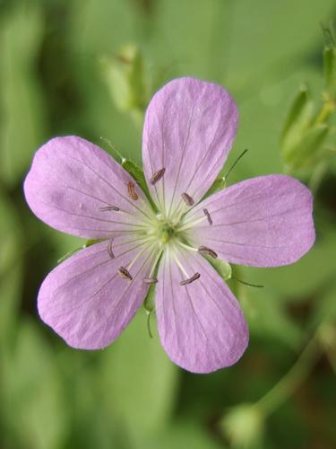 Wild Geranium (Geranium maculatum) at Noanet Woodlands in eastern Massachusetts