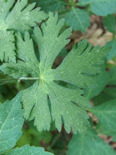 Wild Geranium (Geranium maculatum) at Noanet Woodlands in eastern Massachusetts