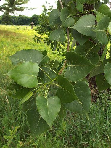 Cottonwood