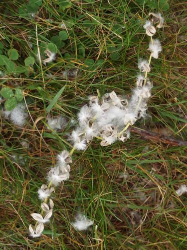 Cottonwood spend seed shells at Northfield Mountain in north central Massachusetts