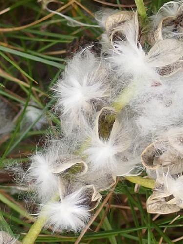 Cottonwood spend seed shells at Northfield Mountain in north central Massachusetts