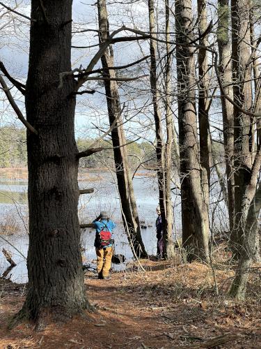 trees in January at North Hill Marsh in eastern Massachusetts